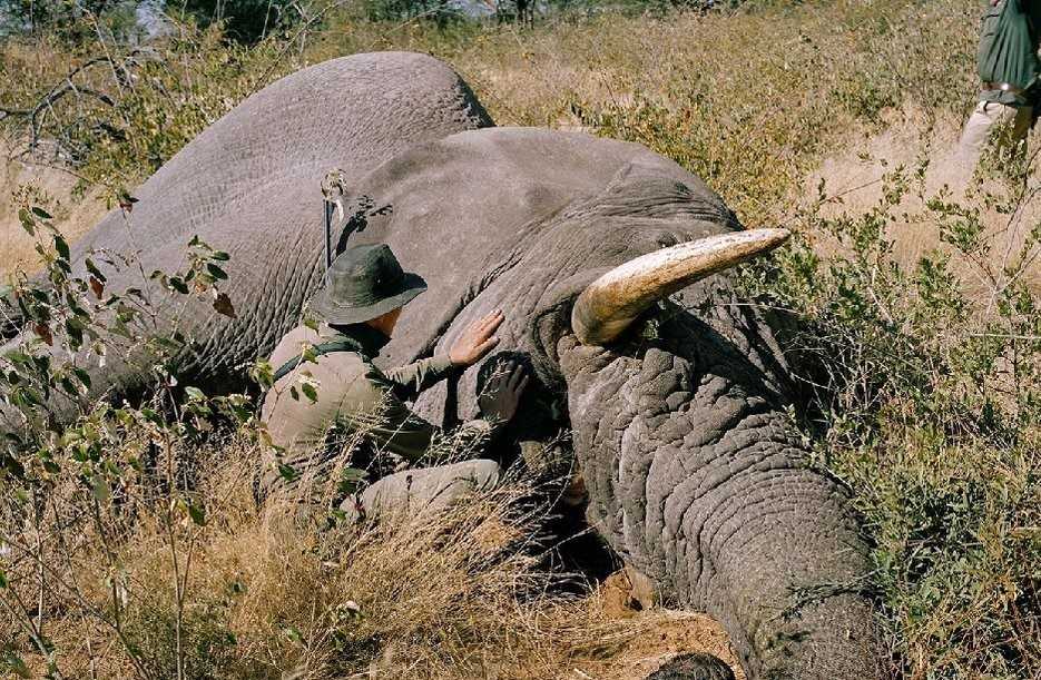 Zimbabwe : une bactérie cause la mort de douze éléphants