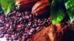 Ghana cocoa ban pure speculation says Cocobod