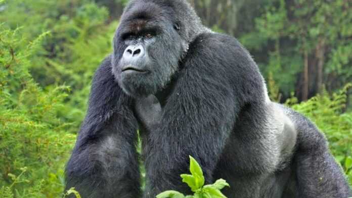 gorilla-in-rwanda