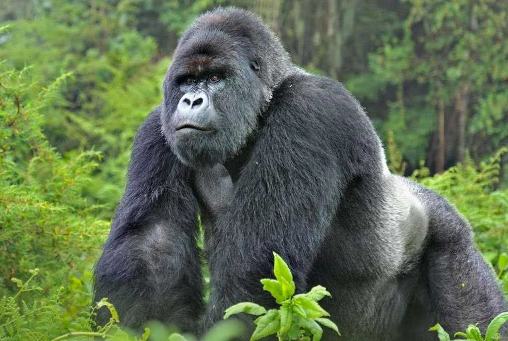 Ouganda : explosion des naissances dans la famille des gorilles