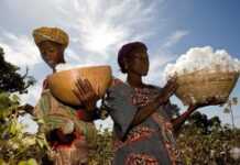 Le textile malien file du mauvais coton Récolte de coton