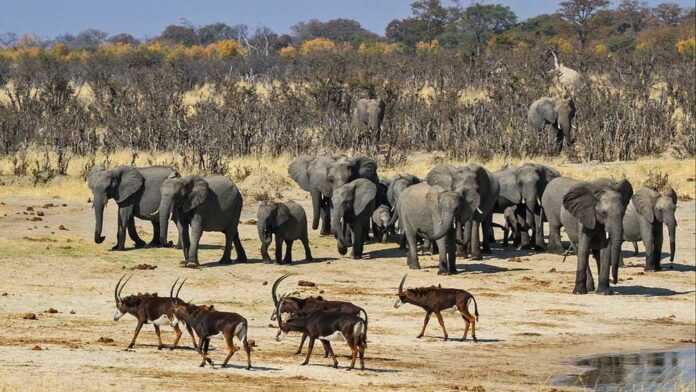 Le+Parc+National+de+Hwange