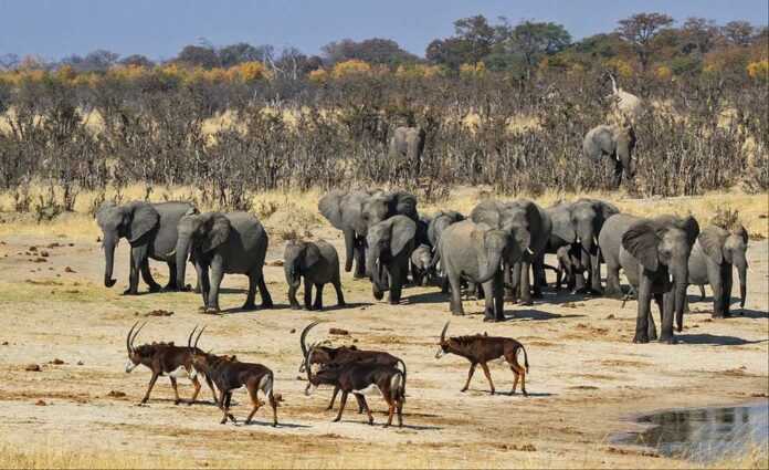 Le+Parc+National+de+Hwange