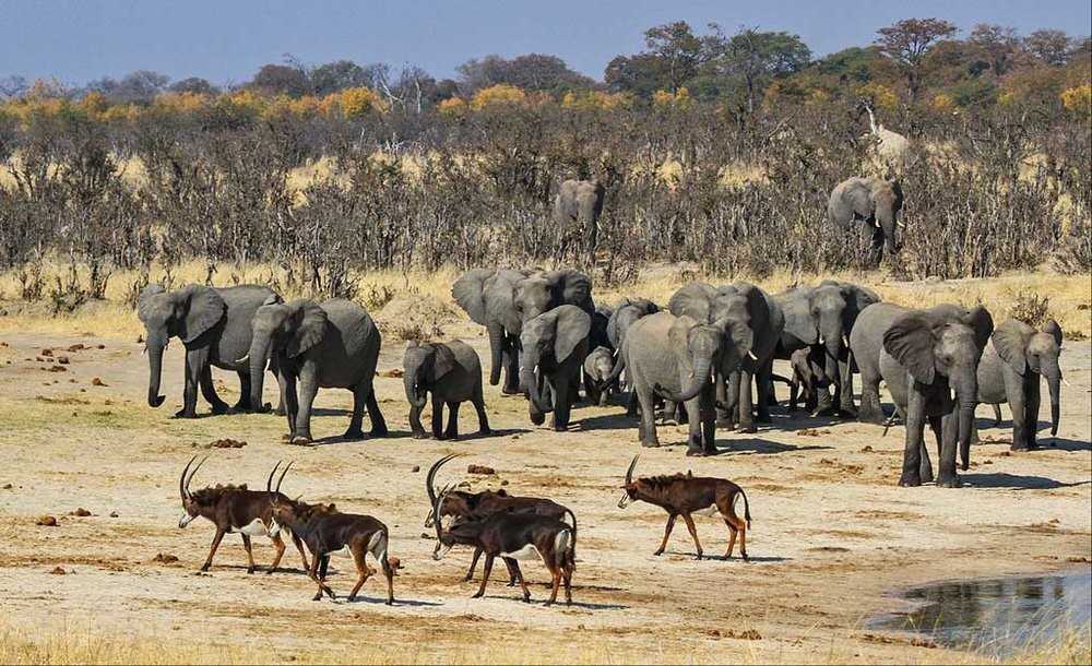 Zimbabwe : le gouvernement interdit les activités minières dans les parcs naturels