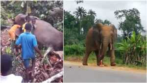 Main elephant 2