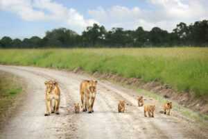 Nairobi safaris at nairobi national park