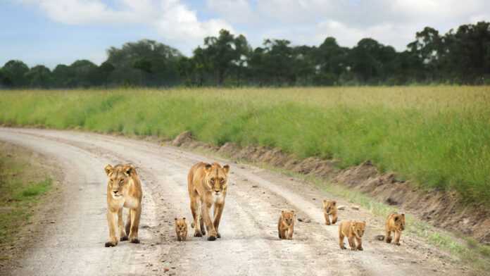 Parc national de Nairobi