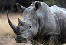 Afrique du Sud : le Covid-19 protège les rhinocéros du braconnage