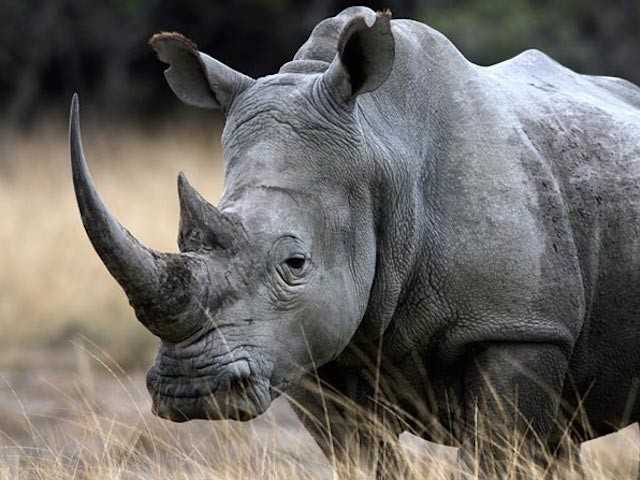 Quand le Covid-19 sauve les rhinocéros d'Afrique du Sud !