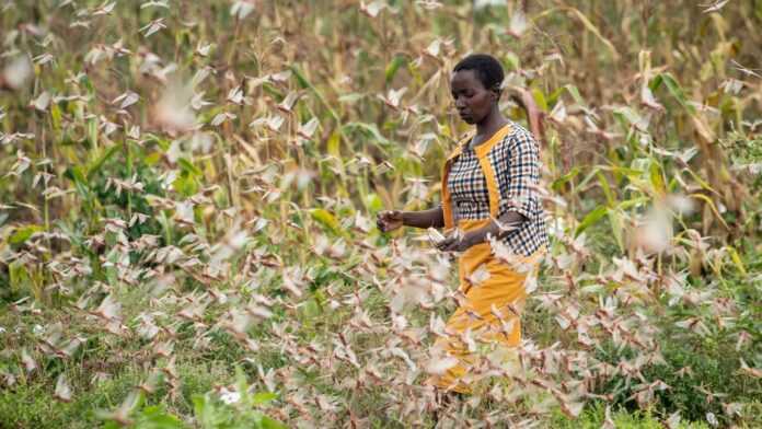 techniciens-FAO-observe-essaim-denviron-200-milliards-criquets-couvrant-surface-2-400-km2-Ici-village-Katitika-Kenya-24-janvier_0_1400_933