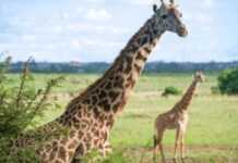 Kenya : la superficie du parc national de Nairobi double Kenya : la superficie du parc national de Nairobi double