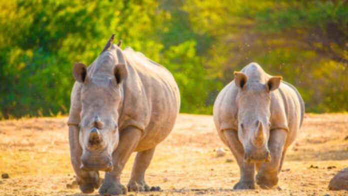 Rhinocéros Rhinocéros