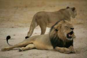 Zimbabwe arrestation de l organisateur du safari fatal au lion cecil 341885