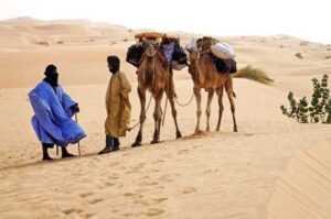 Dromadaires Mauritanie