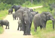 Le « baby-boom » des éléphants kényans