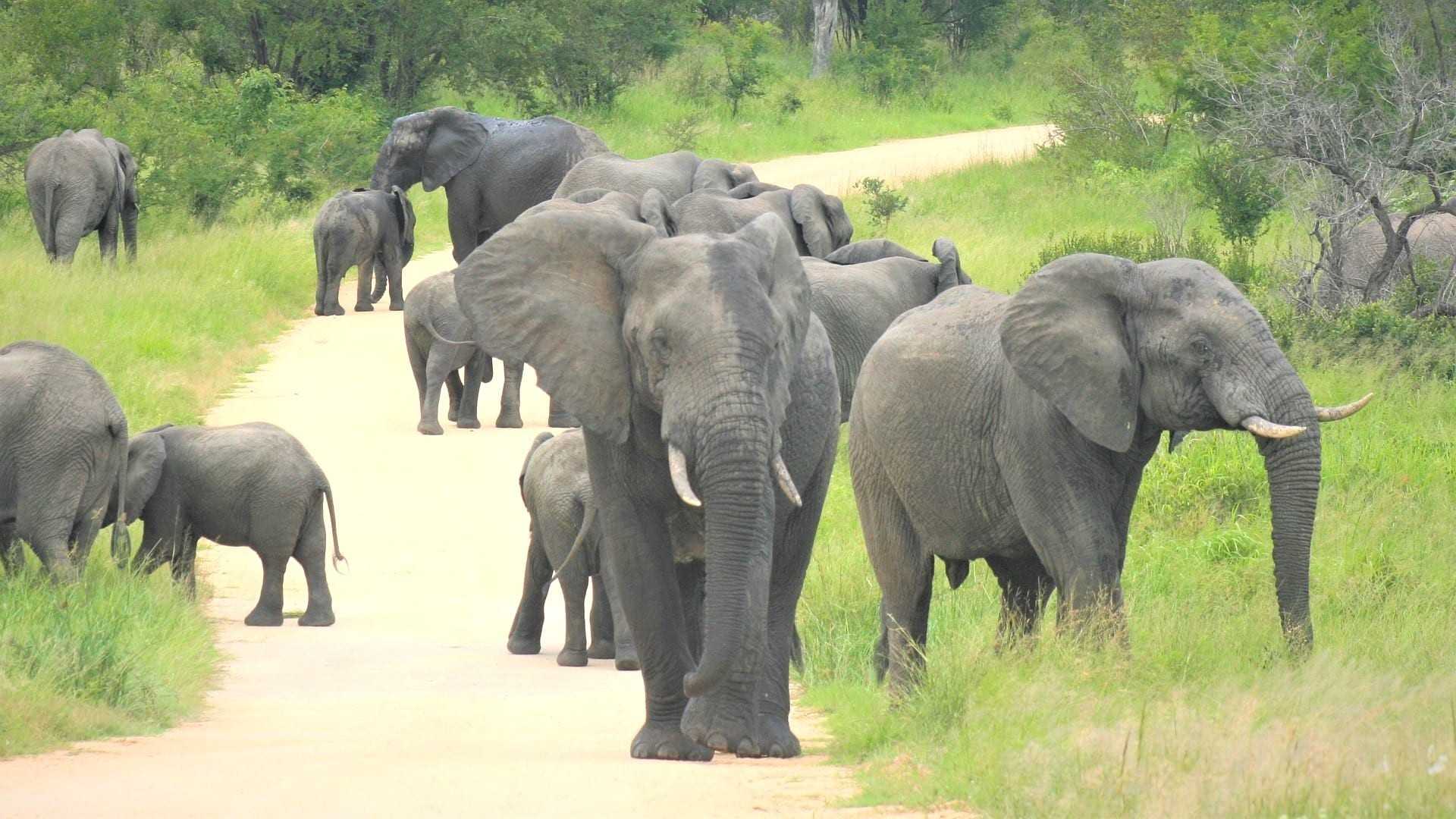 Le « baby-boom » des éléphants kényans