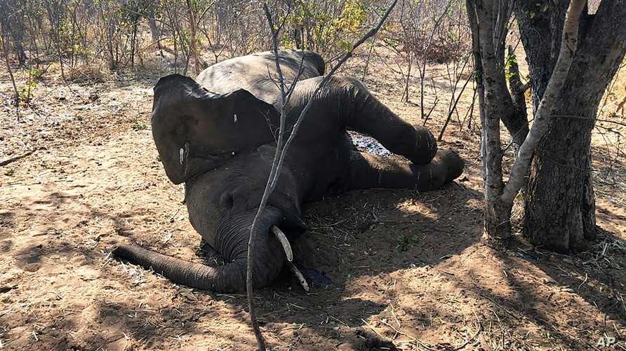 Zimbabwe : 34 éléphants meurent de septicémie hémorragique