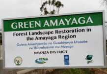 Rwanda : plus de 15 milliards pour réhabiliter les forêts d’Amayaga