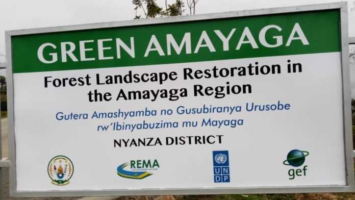 Green Amayaga