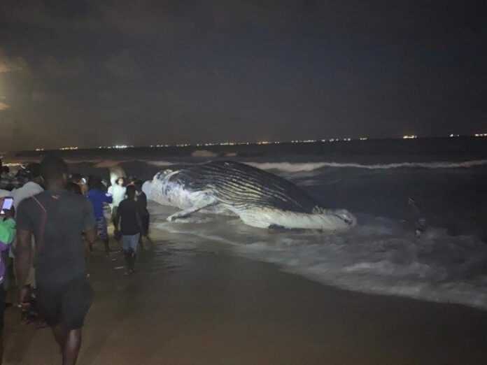 Baleine