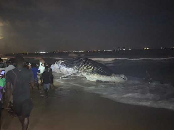 Togo : deux baleines mortes retrouvées en une semaine sur la plage de Lomé