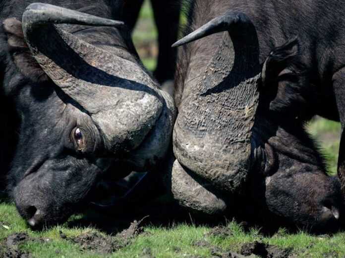 Buffles