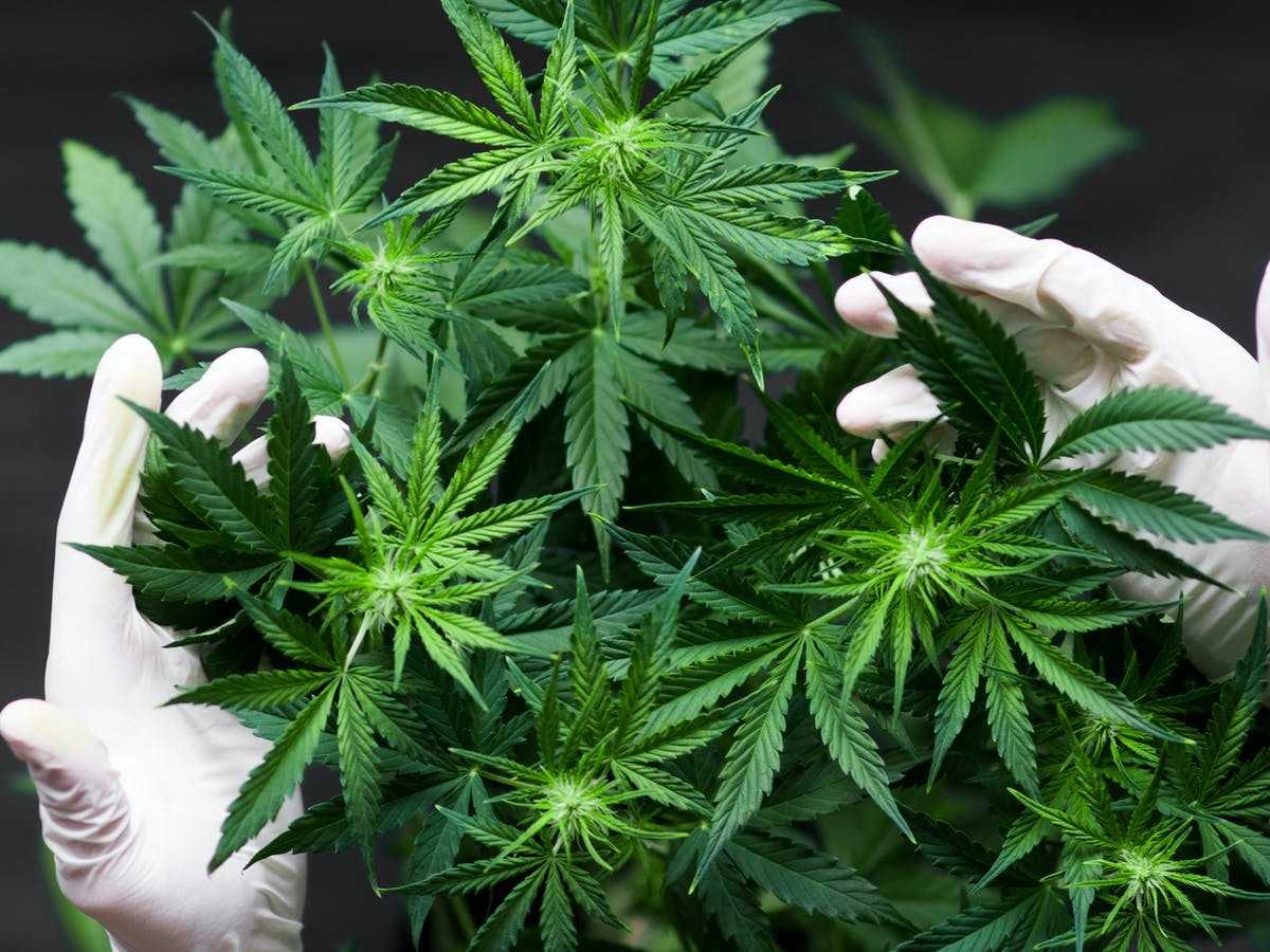 Le Rwanda approuve l'exportation de cannabis médicinal