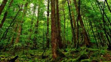 Accra ferme la porte aux mines dans les réserves forestières : un souffle d’espoir pour la nature Accra ferme la porte aux mines dans les réserves forestières : un souffle d’espoir pour la nature