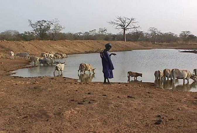 Mauritanie : 16 nouveaux décès de fièvre de la Vallée du Rift, le Sénégal contaminé ?