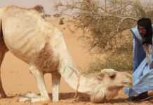Après le Covid-19 et la fièvre Crimée-Congo, la Mauritanie fait face à la fièvre de la vallée du Rift