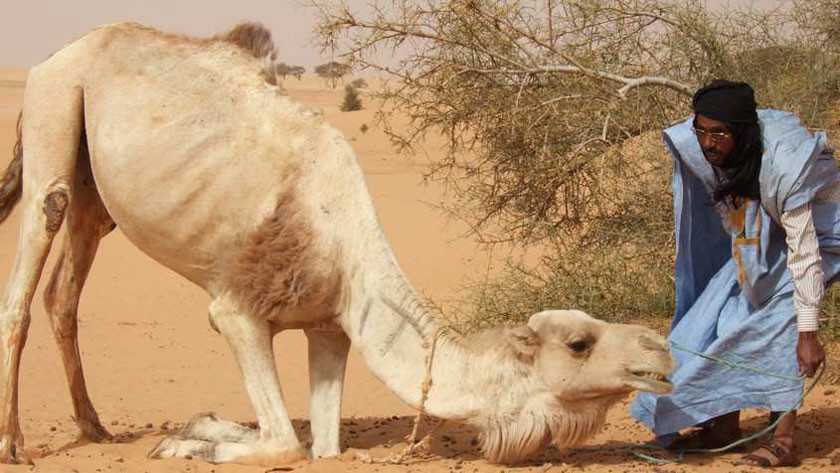 Après le Covid-19 et la fièvre Crimée-Congo, la Mauritanie fait face à la fièvre de la vallée du Rift