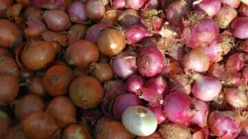 Maroc : l’oignon espagnol casse les prix et bouleverse le marché en pleine pénurie Des oignons