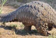 Nigeria : Lagos abrite un havre de paix pour les pangolins