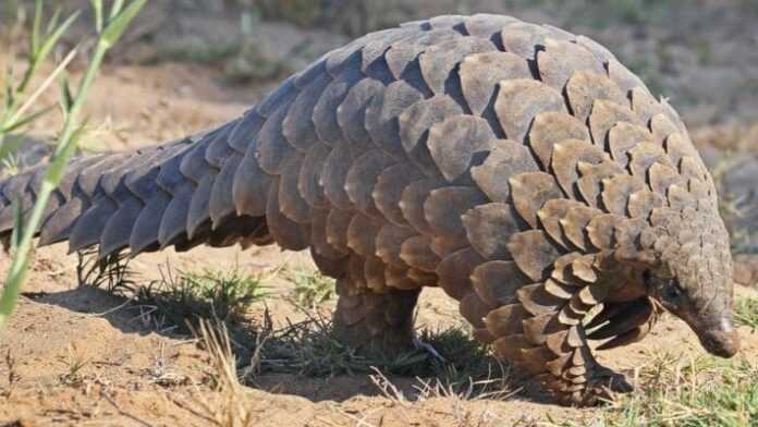 Pangolin