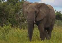 Le président kenyan veut graver dans l’ivoire la protection des éléphants