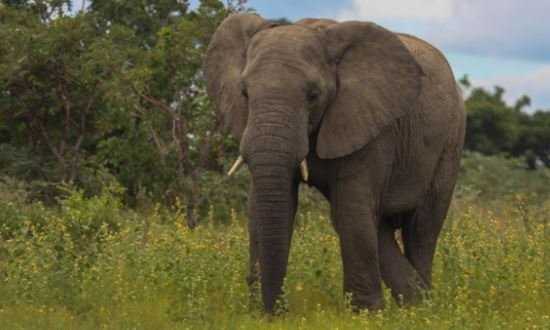 Kenya : un éléphant mâle sème la panique à Kericho