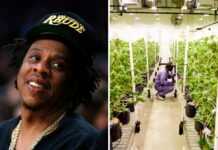 Jay-Z va s’aventurer dans l’industrie américaine du cannabis !