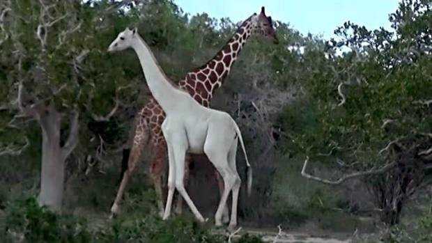 Girafe blanche