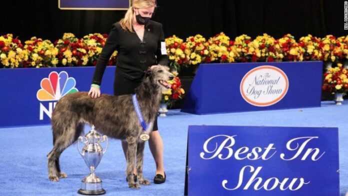 201126140753-01-national-dog-show-2020-exlarge-169