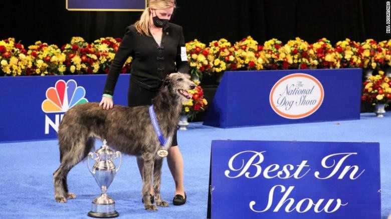 Claire remporte le prix du National Dog Show 2020