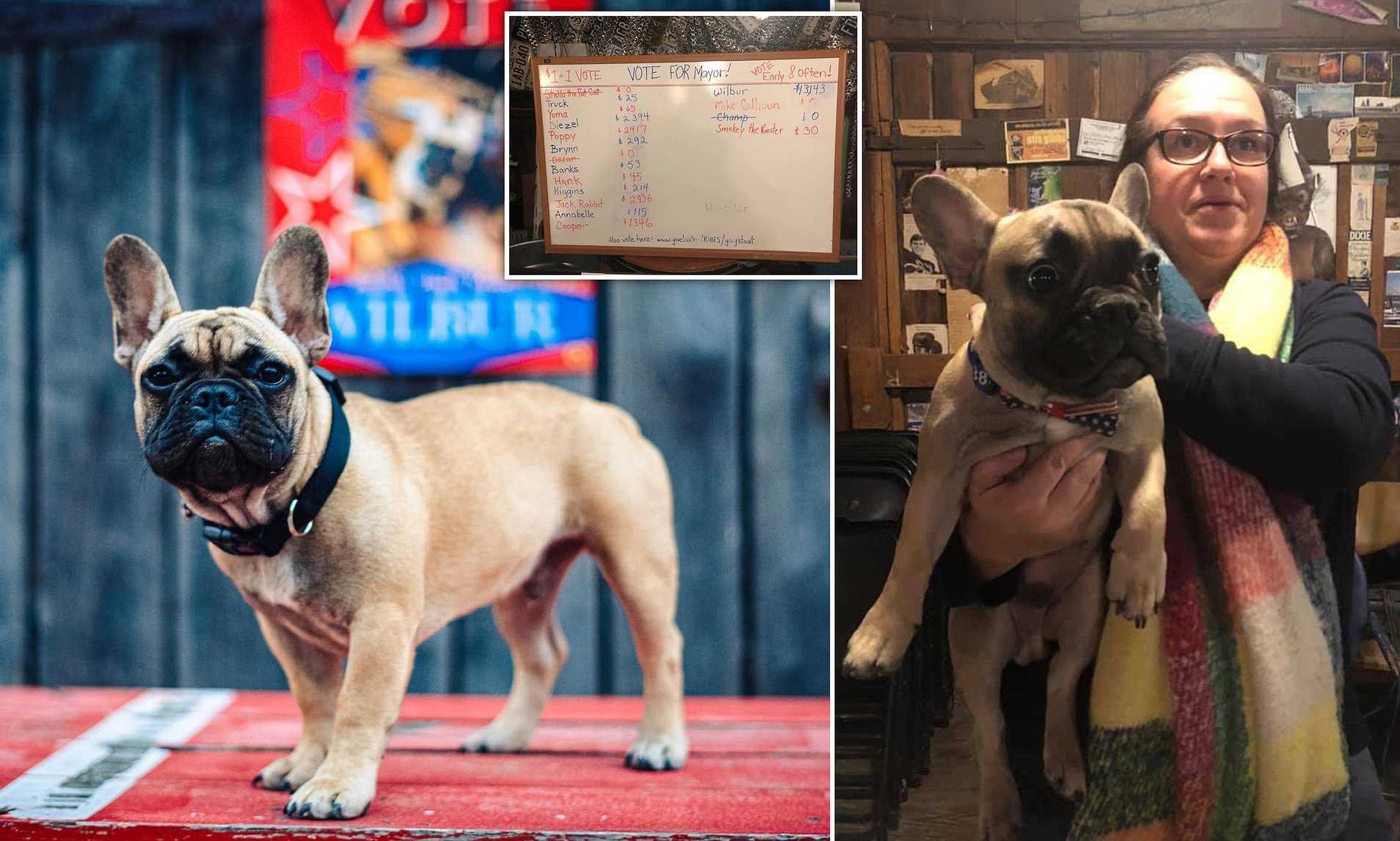 Un chien élu maire aux élections américaines