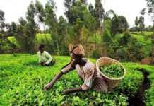 L’agro-industrie peut servir de levier pour le développement de l’Afrique Centrale Agriculture en Afrique