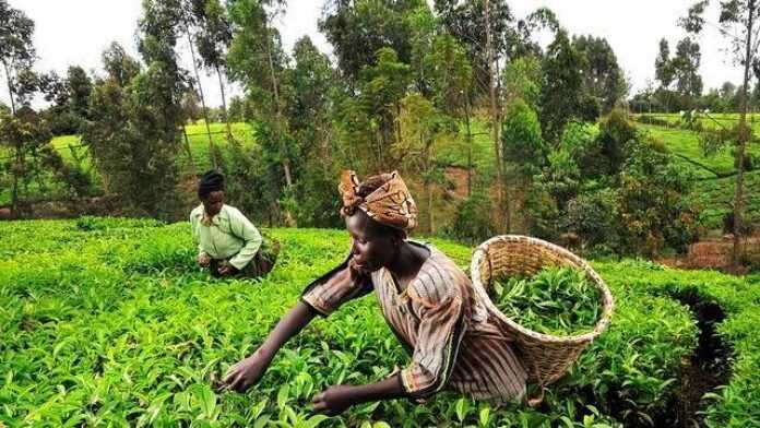 Agriculture en Afrique