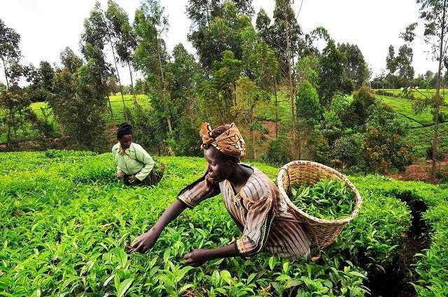 Agriculture en Afrique