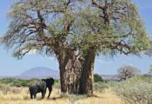 Baobab