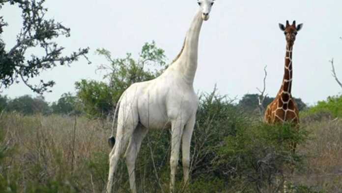 Girafe blanche