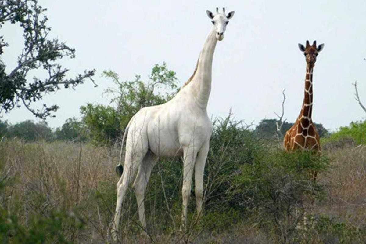 La seule girafe blanche au monde obtient un traceur GPS