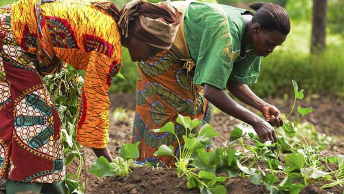 Agriculture en Afrique