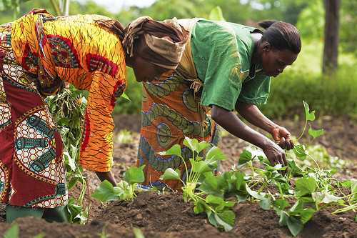 Agriculture en Afrique