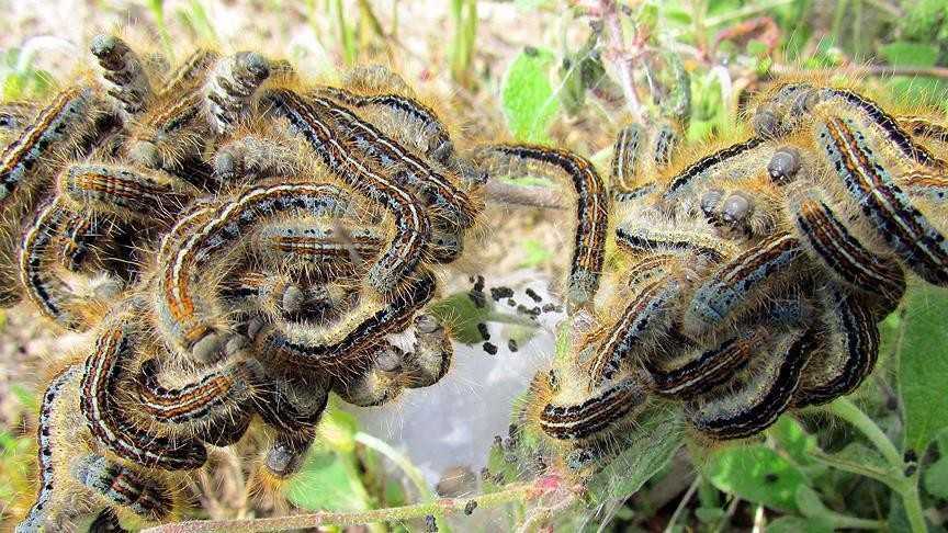 Ghana : la chenille légionnaire d'automne vaincue